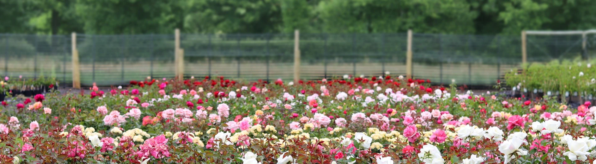 Over 100 Years Growing Roses