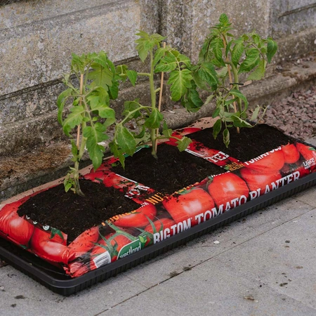 Big Tom P/F Tomato Planter - image 2